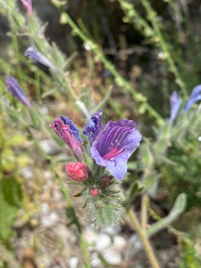 Echium judaeum flower