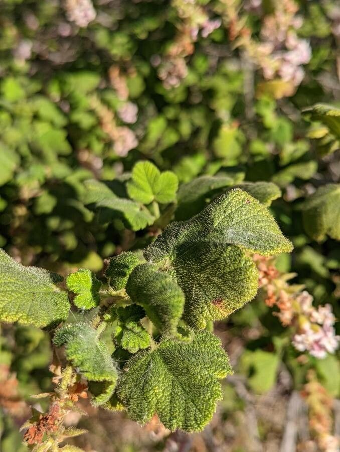 Ribes malvaceum — search result for 'Ribes'