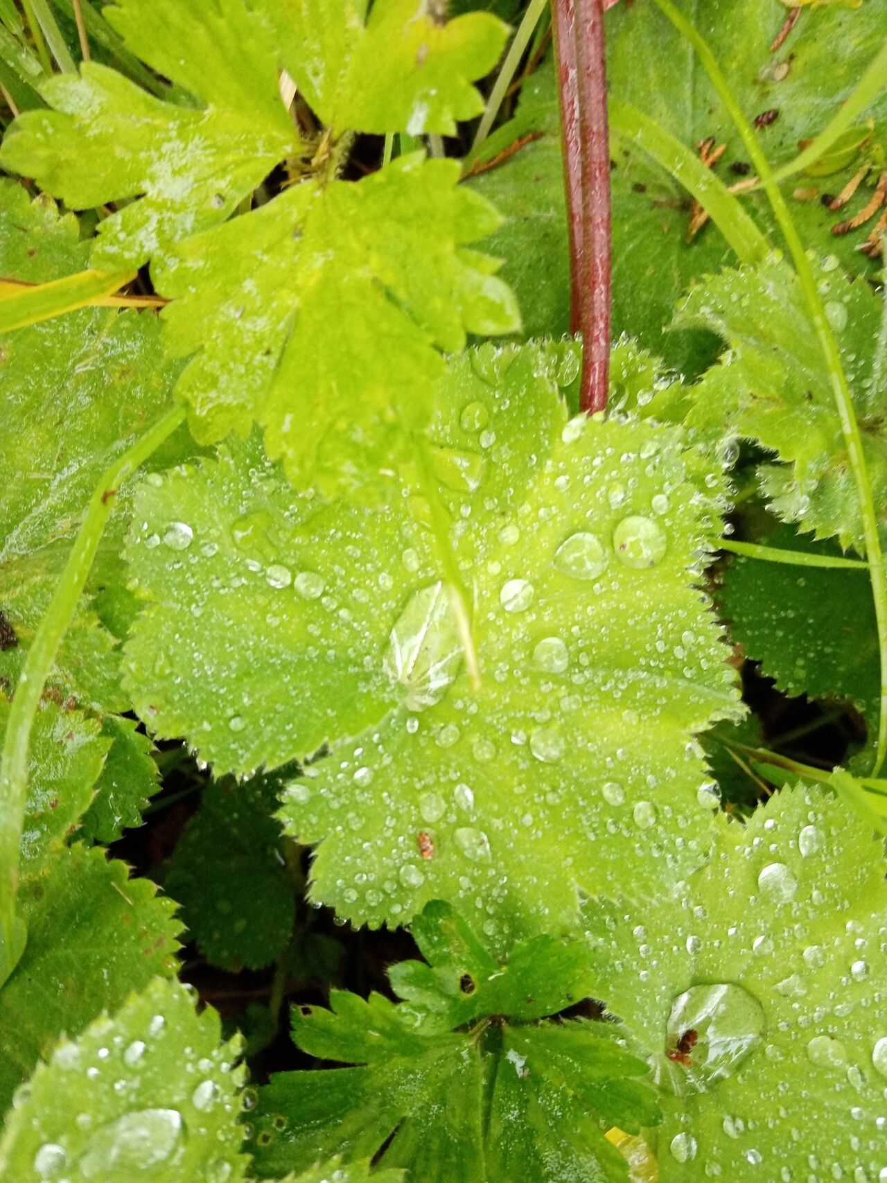 Alchemilla coriacea — search result for 'Alchemilla'