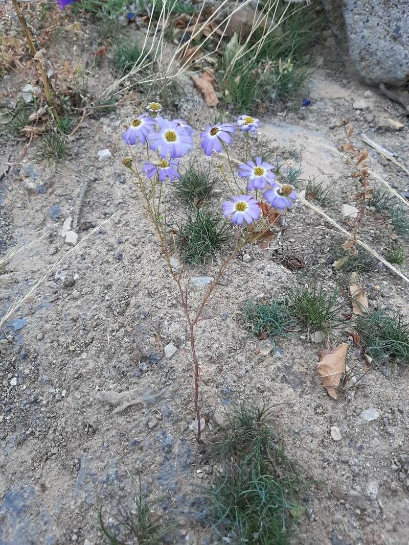 Brachyscome iberidifolia habit