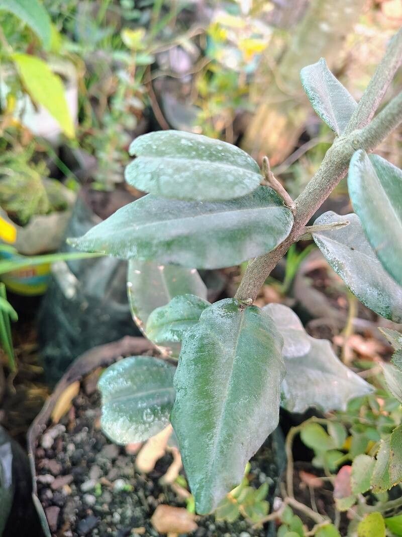 Pouteria valparadisaea — houseplant care guide