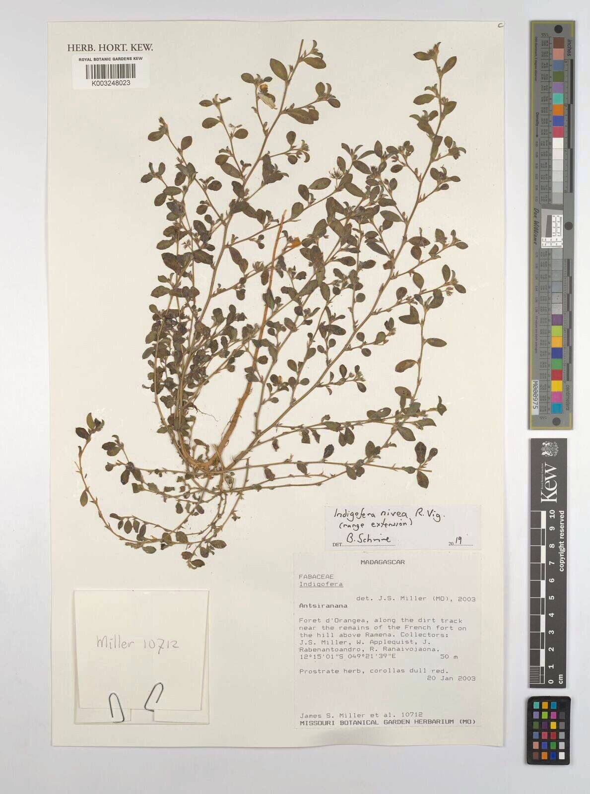 Indigofera vigueri — search result for 'Indigofera'