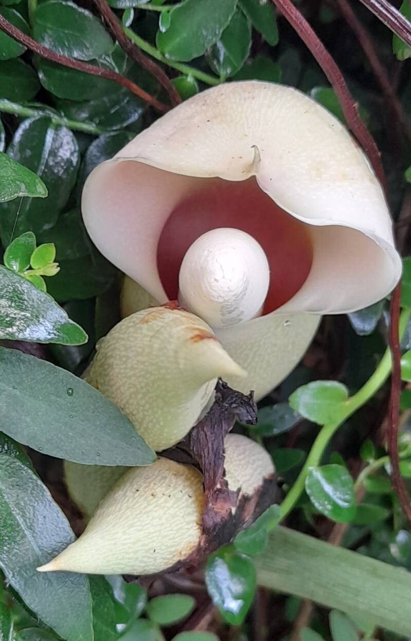 Philodendron sharoniae flower
