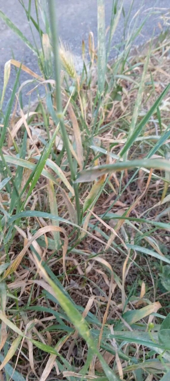 Elytrigia repens leaf