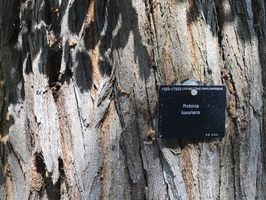 Robinia luxurians bark