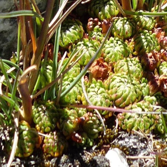 Saxifraga boussingaultii leaf