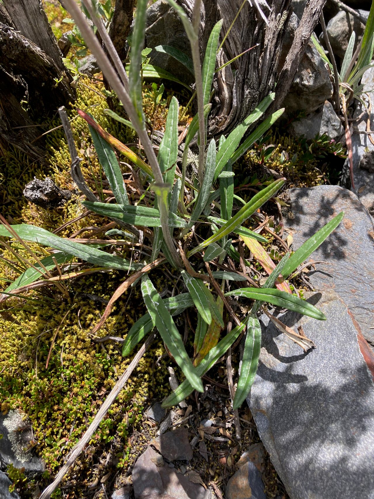 Senecio soukupii — houseplant care guide