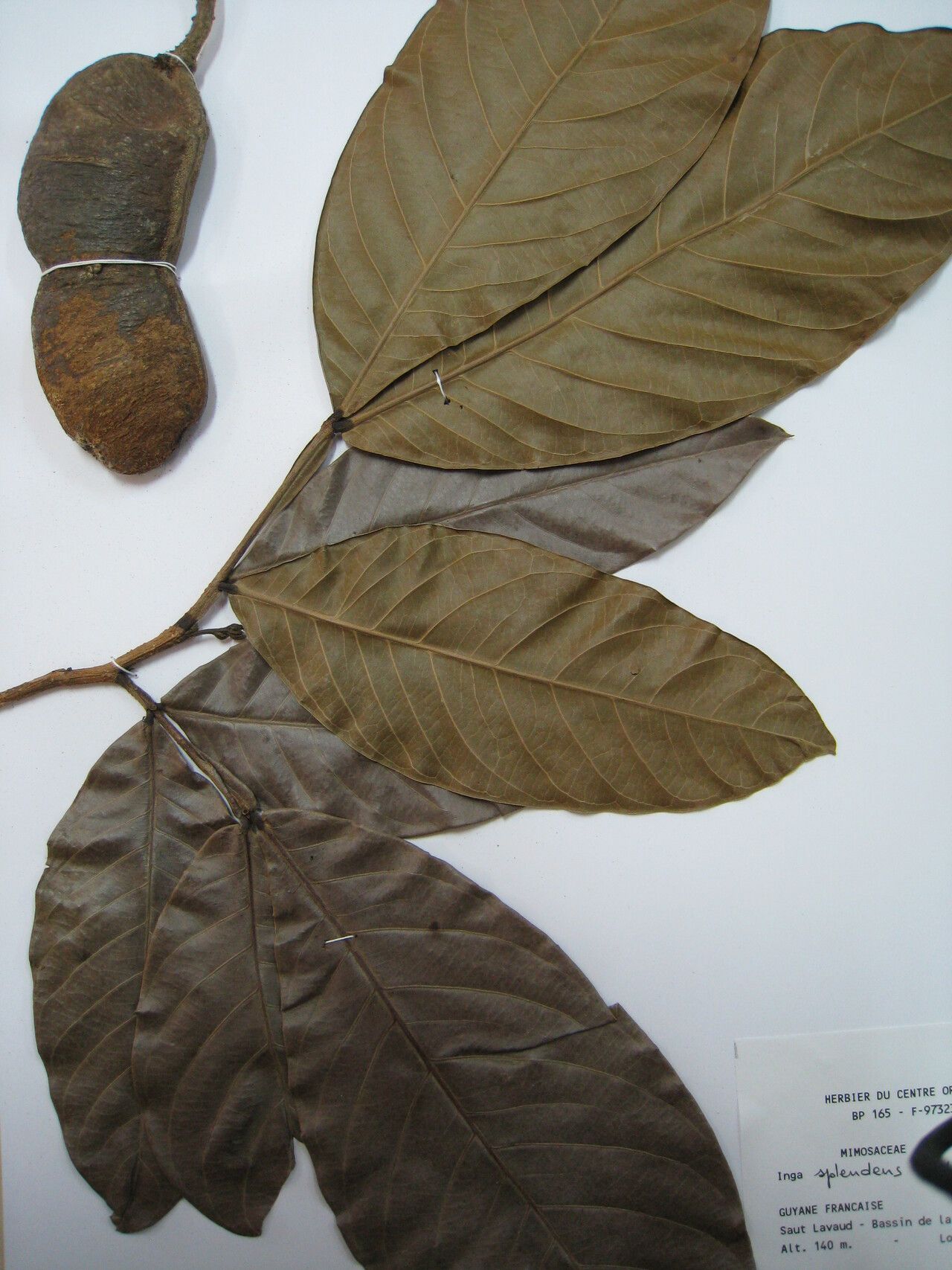 Inga splendens — search result for 'Inga'