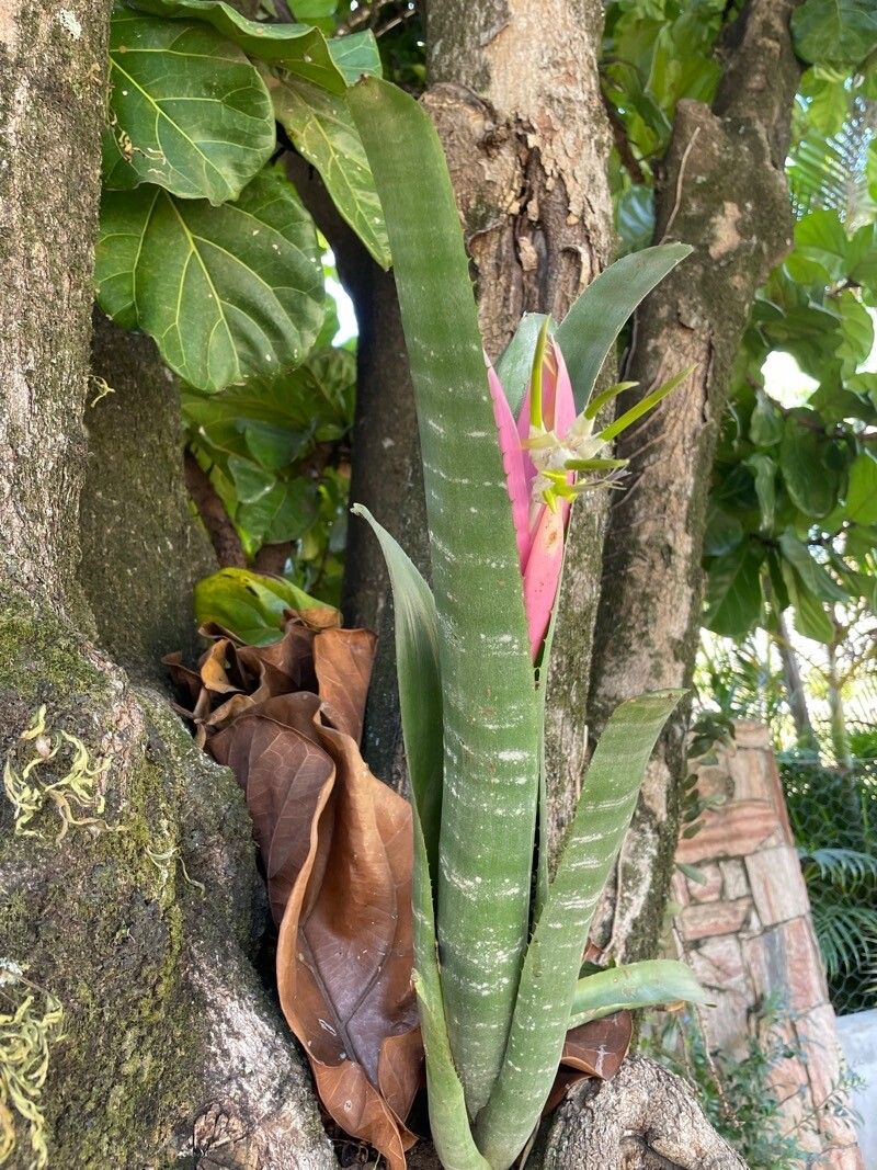 Billbergia zebrina habit
