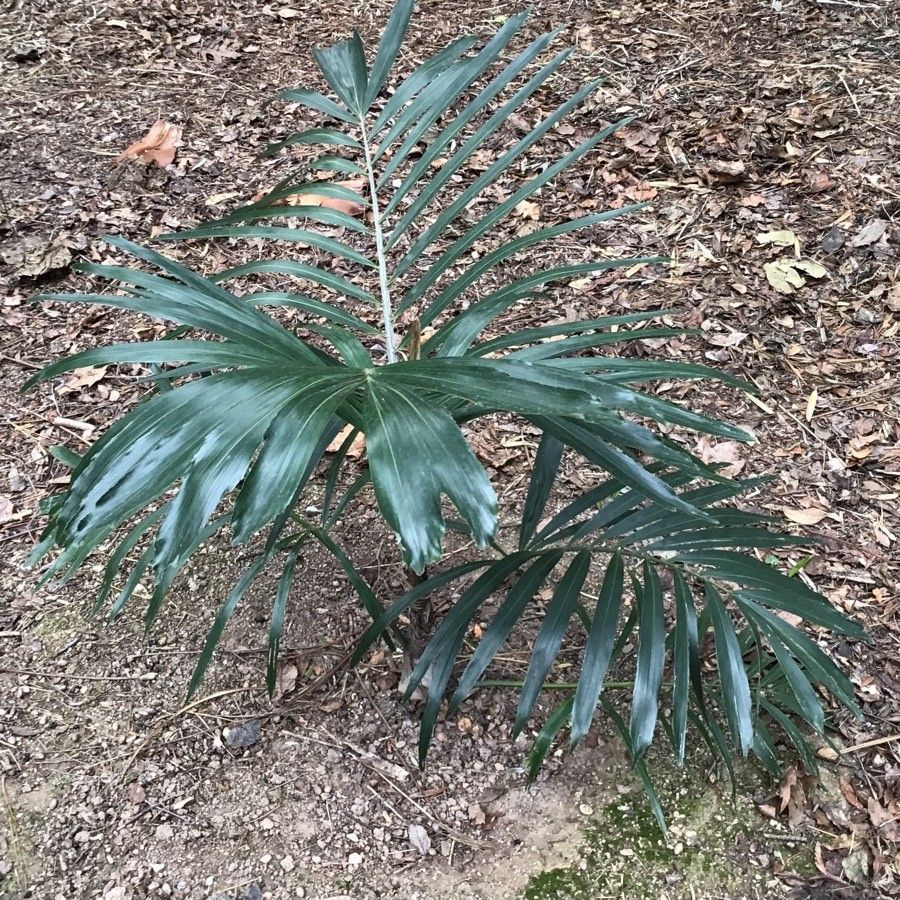 Arenga australasica leaf