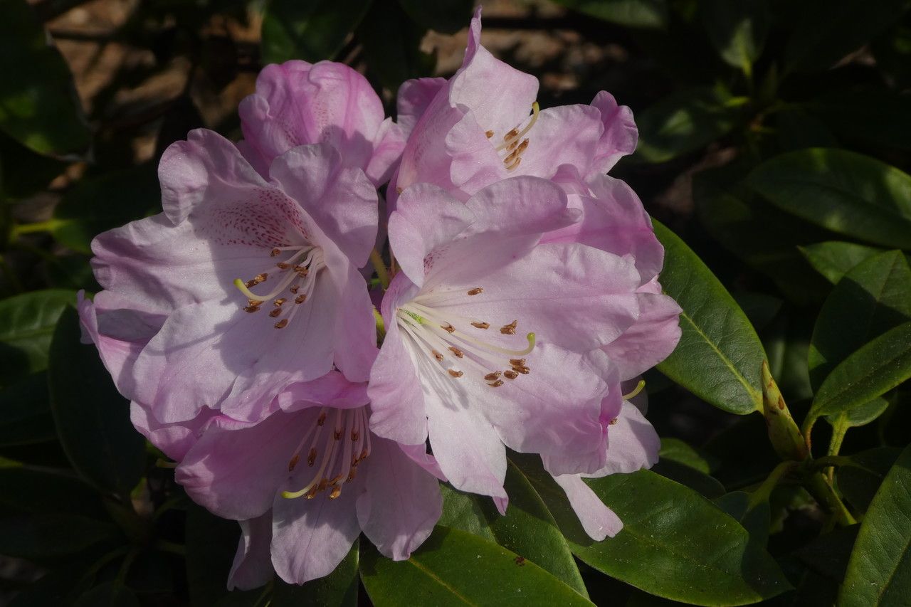 Rhododendron balfourianum flower