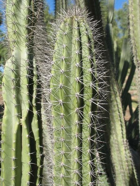 Lophocereus gatesii — related species from the same genus