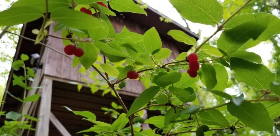 Lonicera utahensis fruit