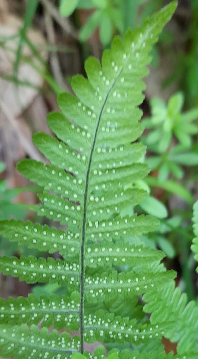 Gymnocarpium robertianum fruit