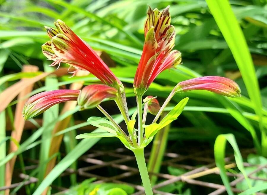 Alstroemeria psittacina flower