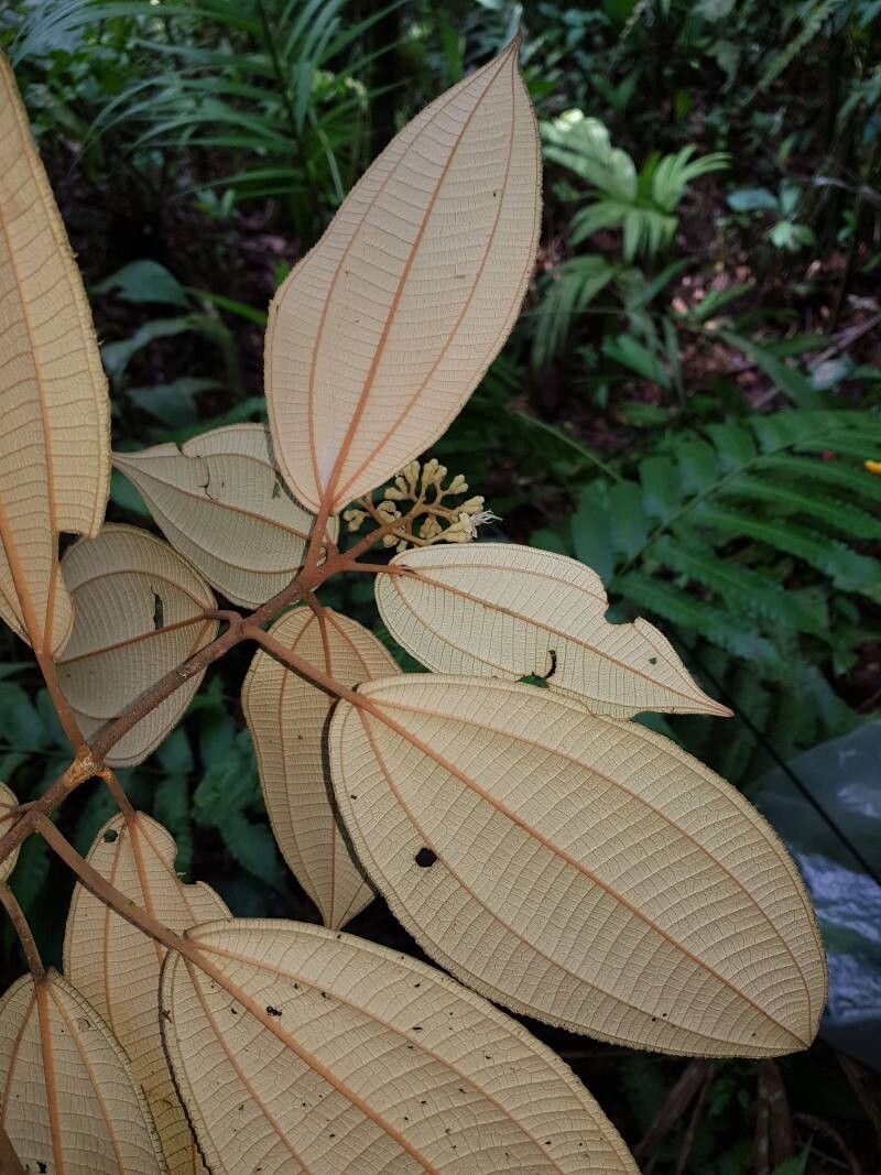 Miconia bubalina — houseplant care guide