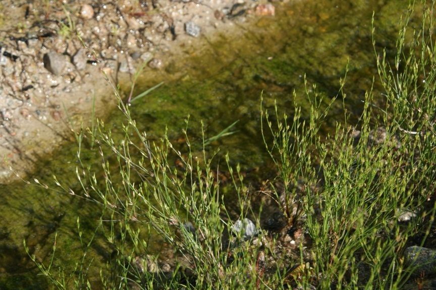 Juncus rechingeri habit