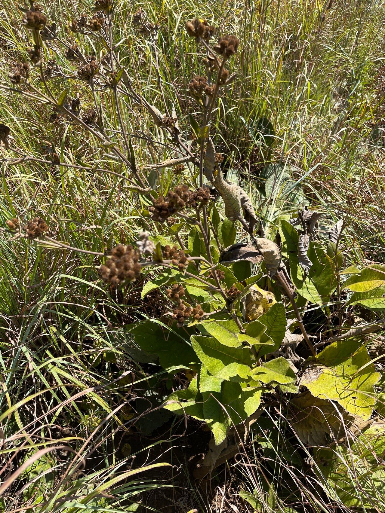 Inula glomerata habit