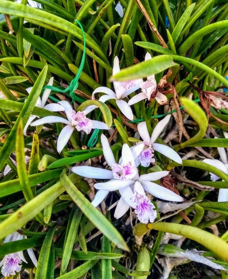 Cattleya lundii — houseplant care guide