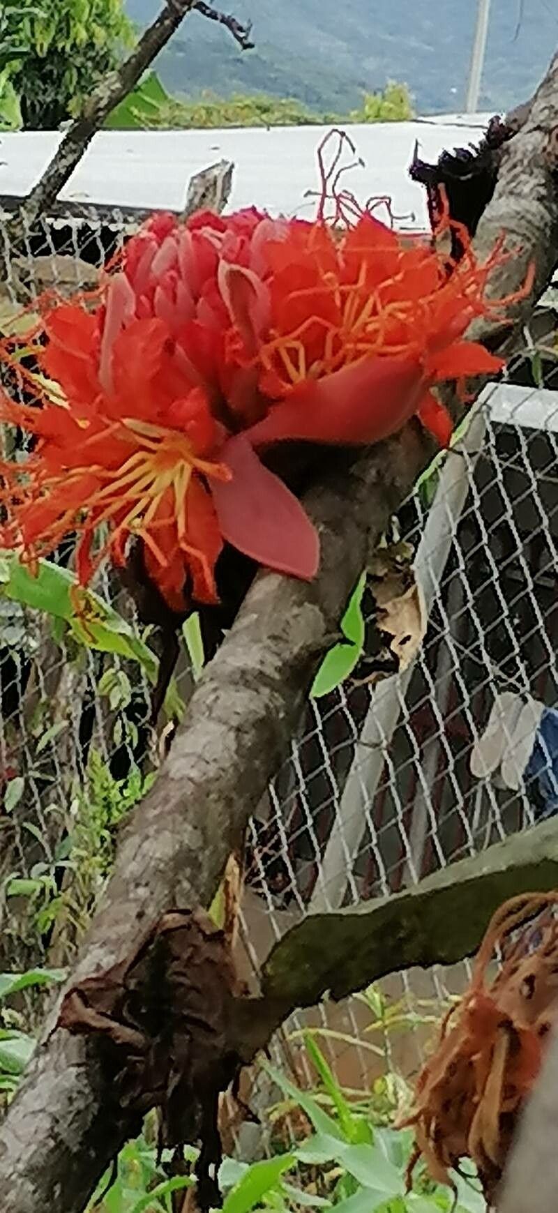 Brownea rosa-de-monte bark