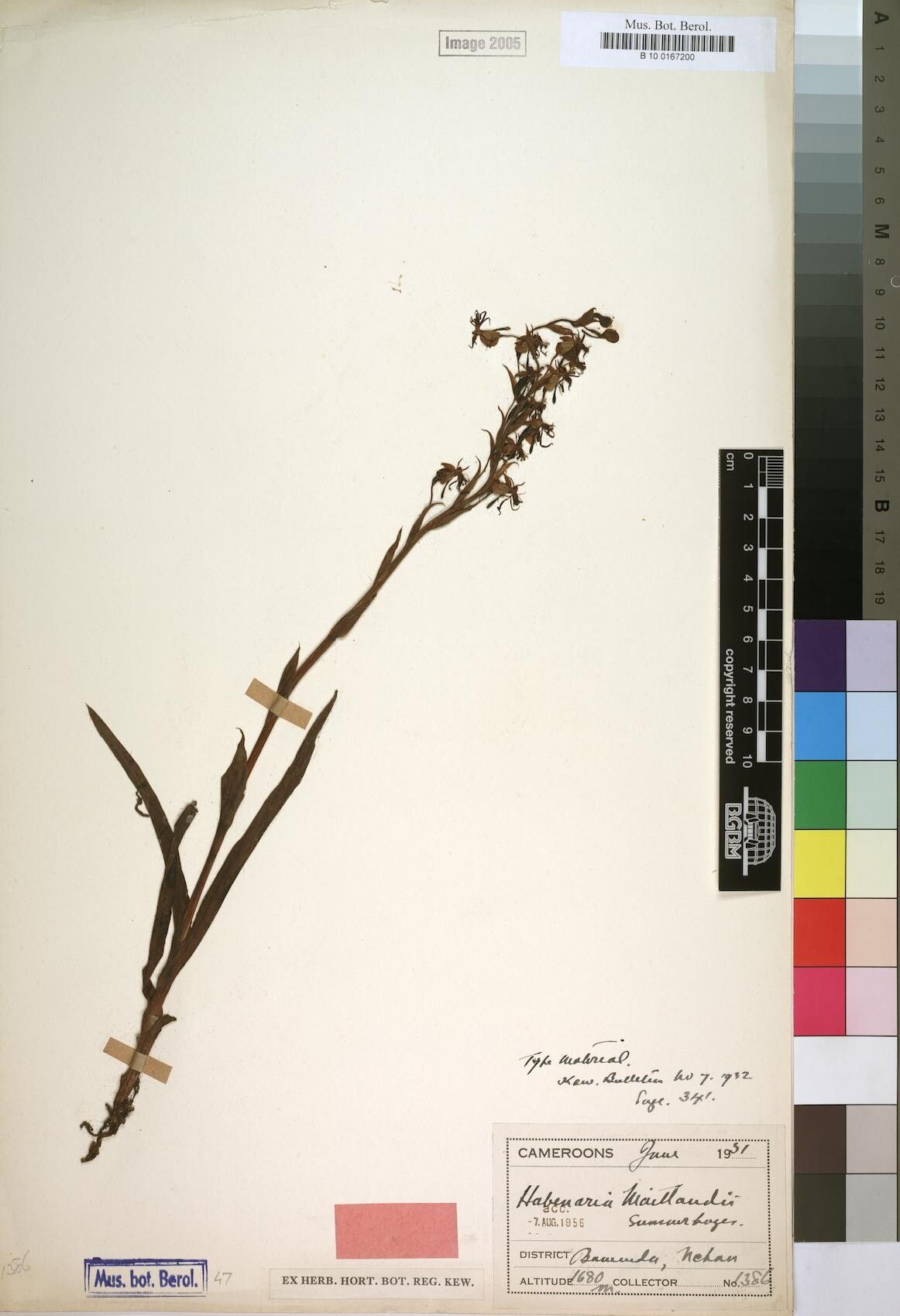 Habenaria maitlandii — houseplant care guide