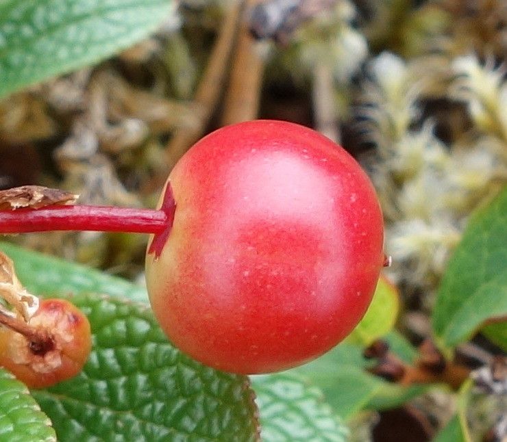 Arctostaphylos alpinus fruit
