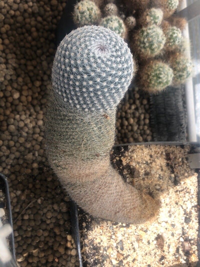 Mammillaria perbella — search result for 'Mammillaria'