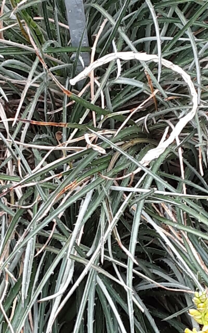 Dyckia Choristaminea — related species from the same genus