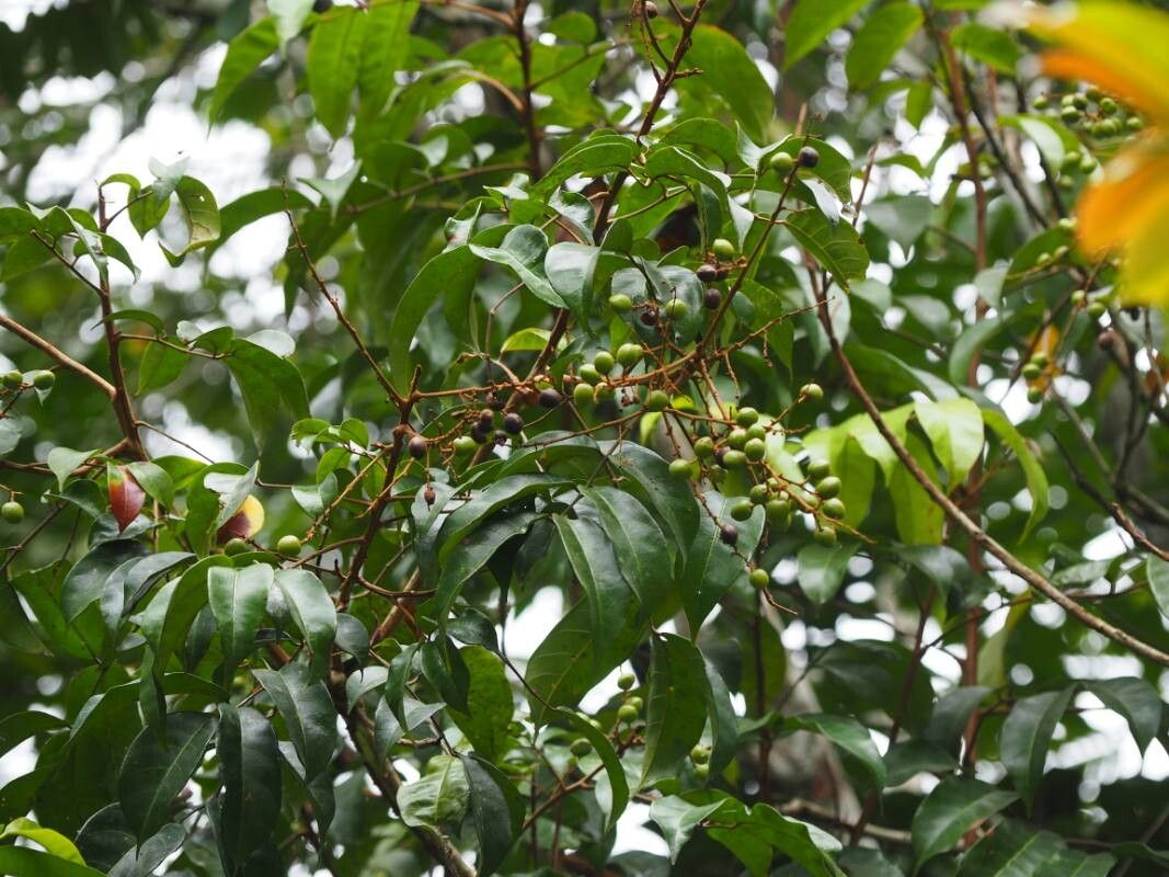 Pachylobus klaineanus fruit