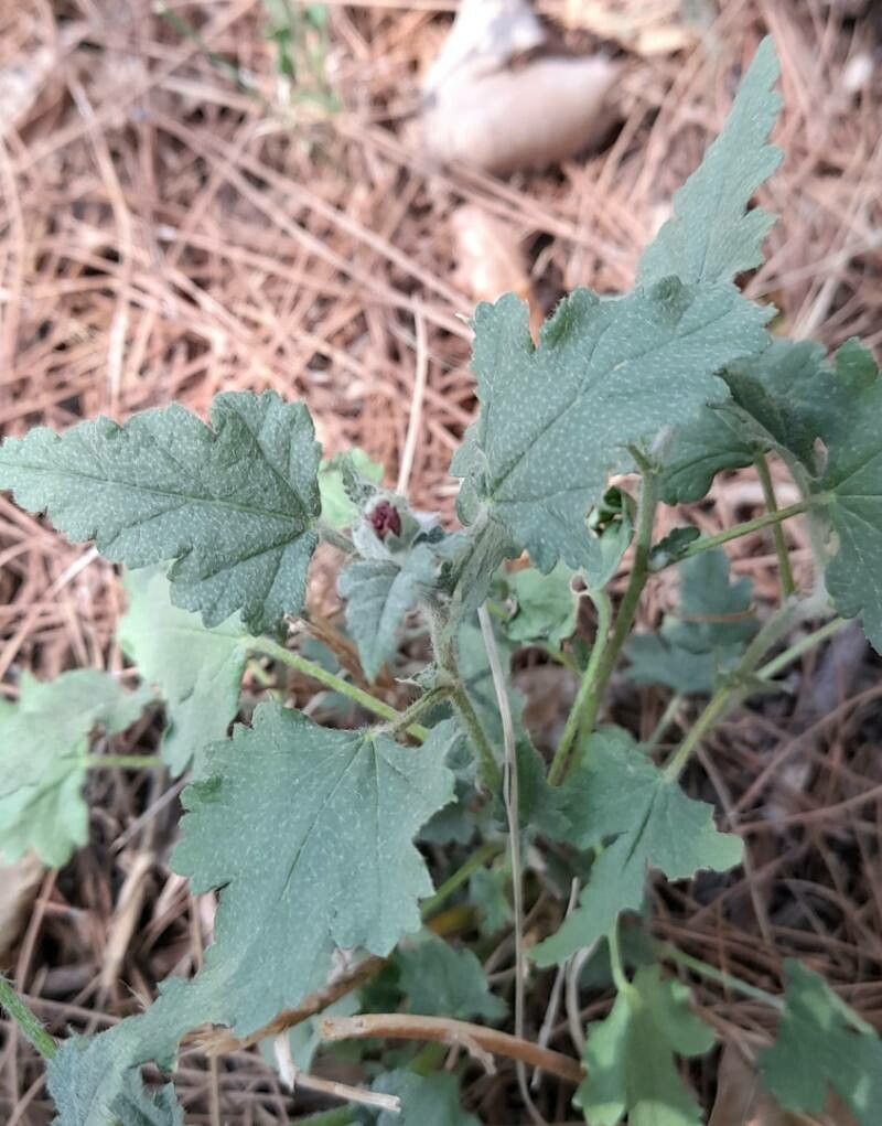 Sphaeralcea miniata — houseplant care guide