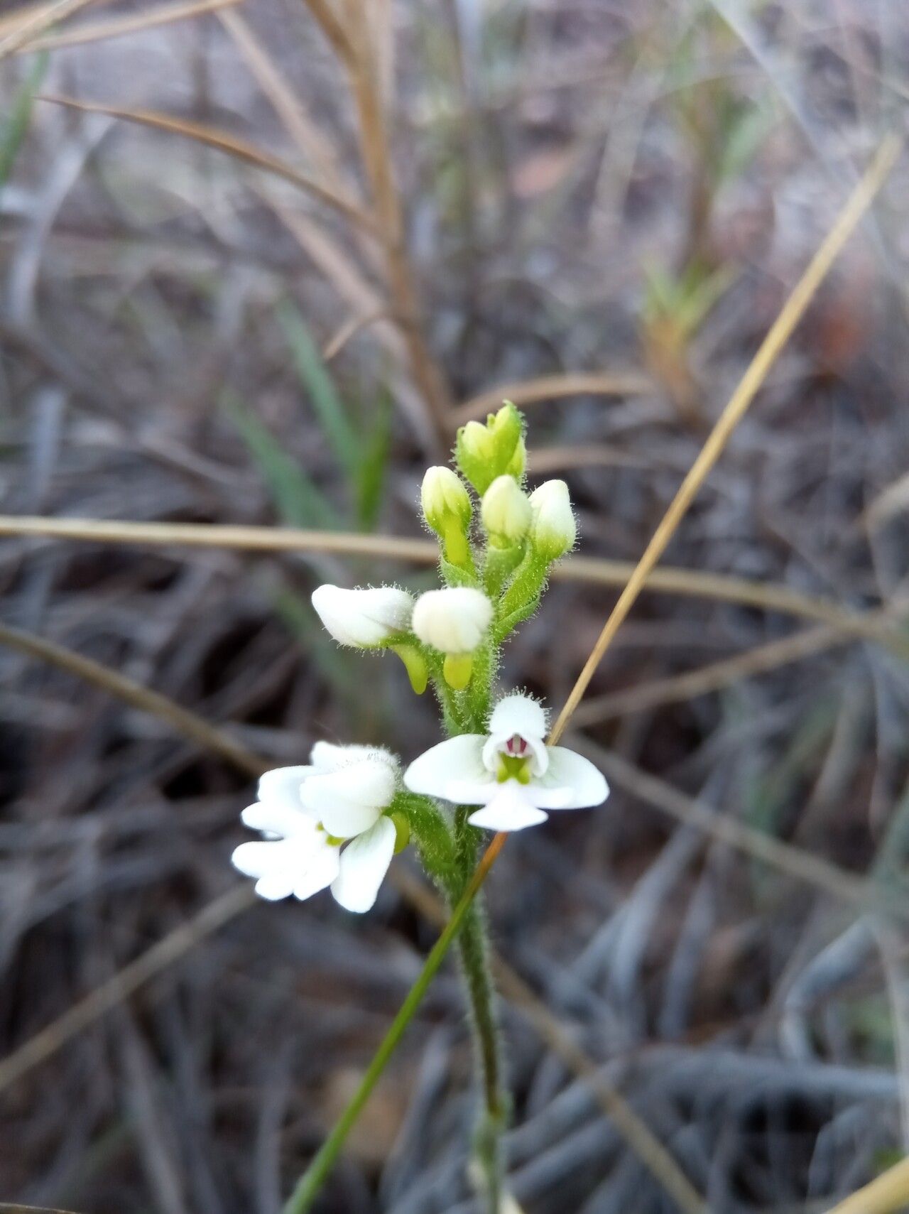 Cynorkis jumelleana — houseplant care guide