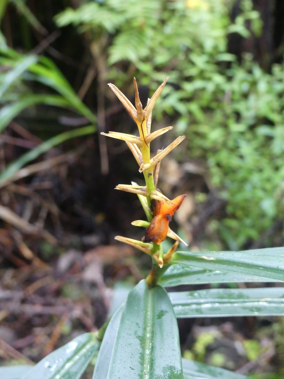 Hedychium coccineum fruit