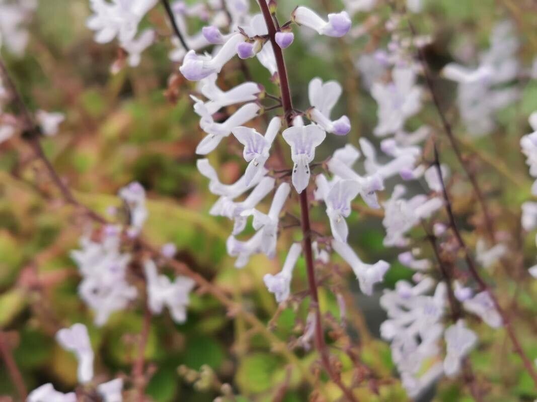 Plectranthus ernstii flower