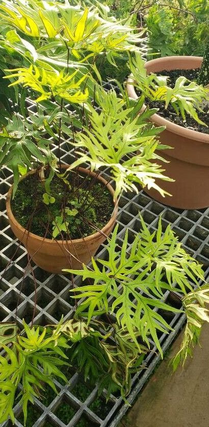 Hemionitis doryopteris habit