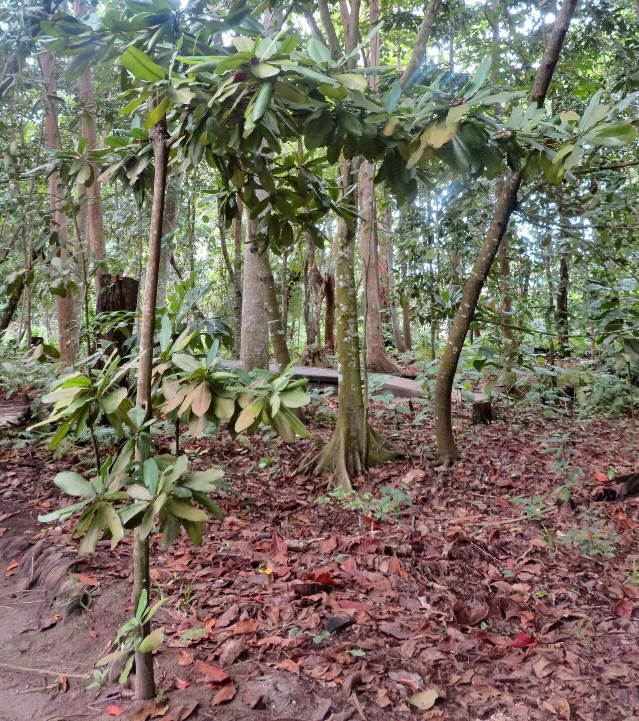 Mimusops sechellarum habit