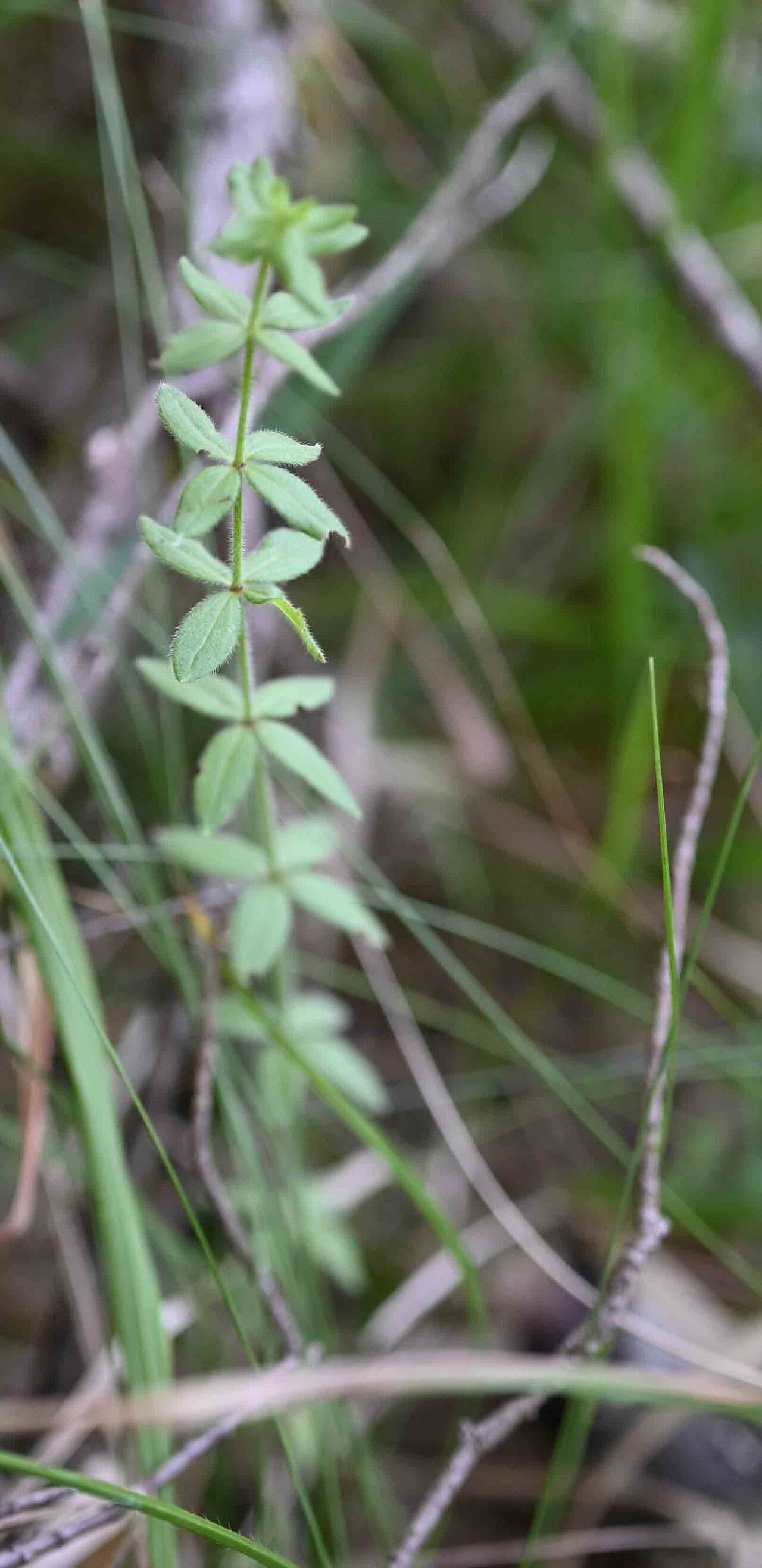Galium scabrum — houseplant care guide