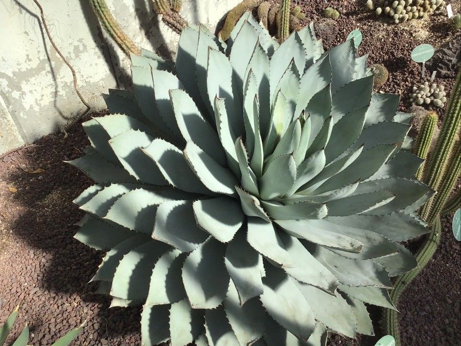 Agave parrasana leaf