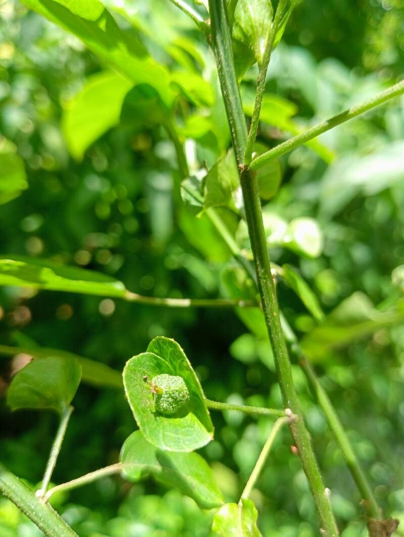 Acalypha emirnensis fruit