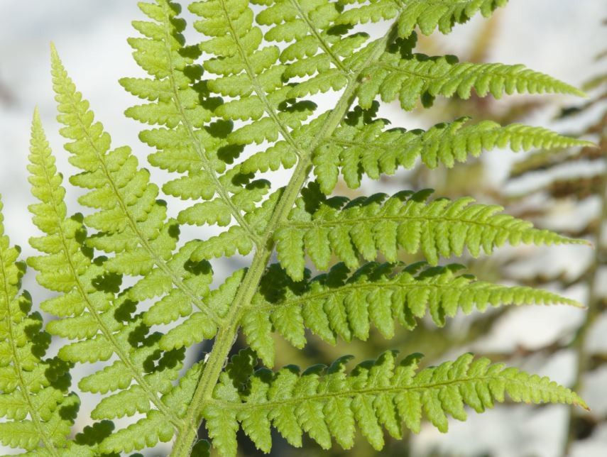 Dryopteris submontana leaf