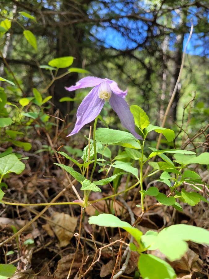 Clematis occidentalis flower