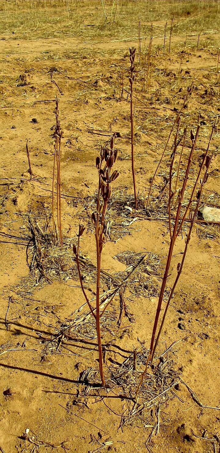 Sesamum indicum fruit