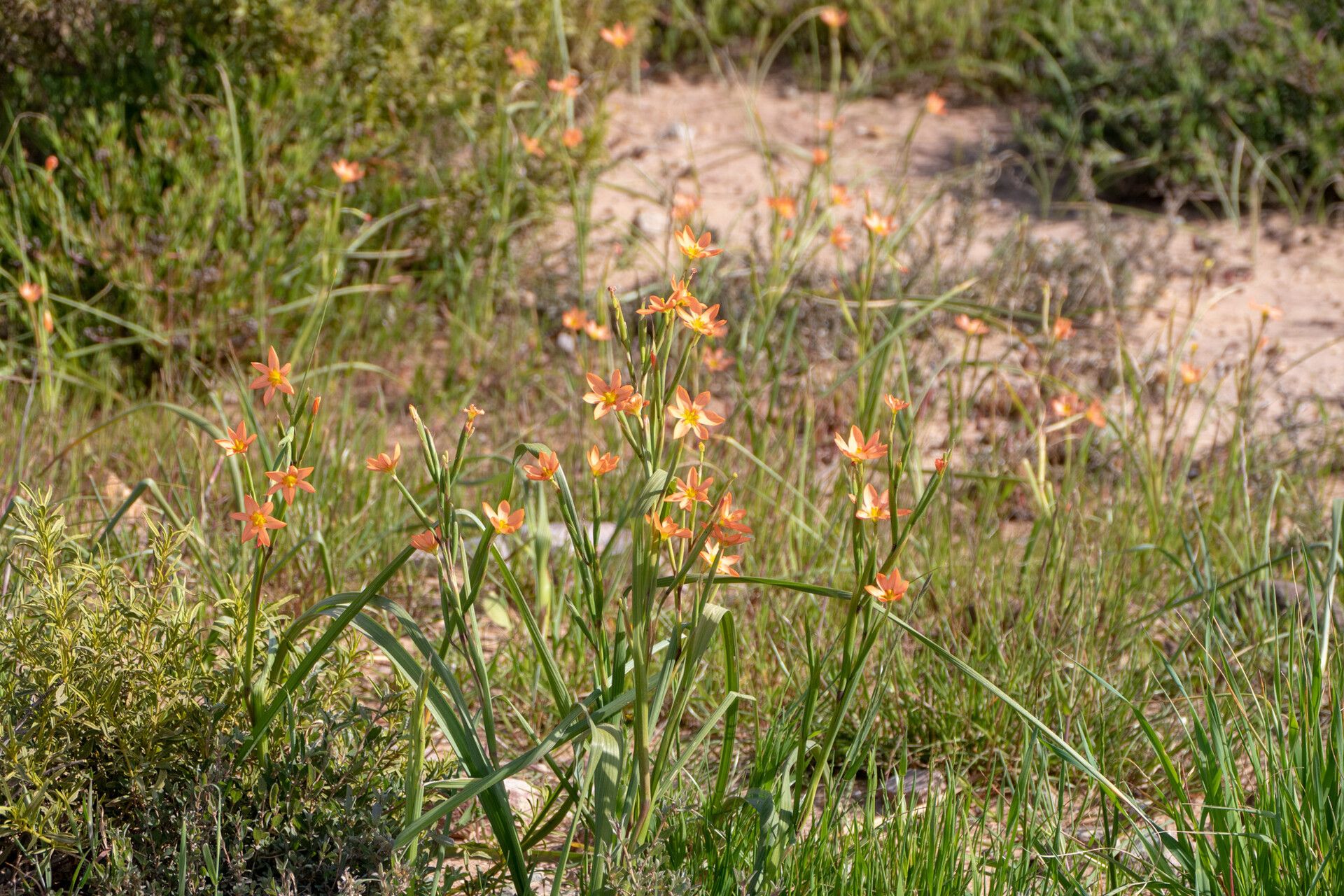 Moraea miniata habit
