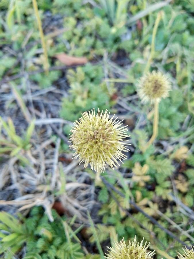 Acaena novae-zelandiae flower