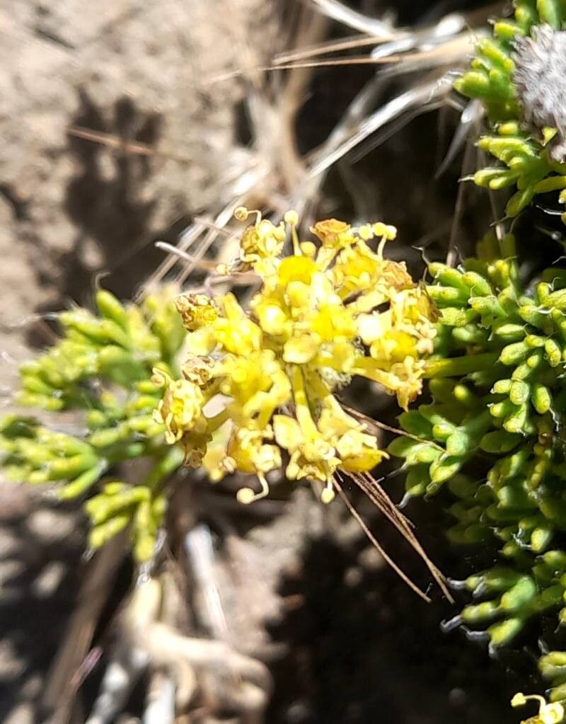 Azorella hallei flower