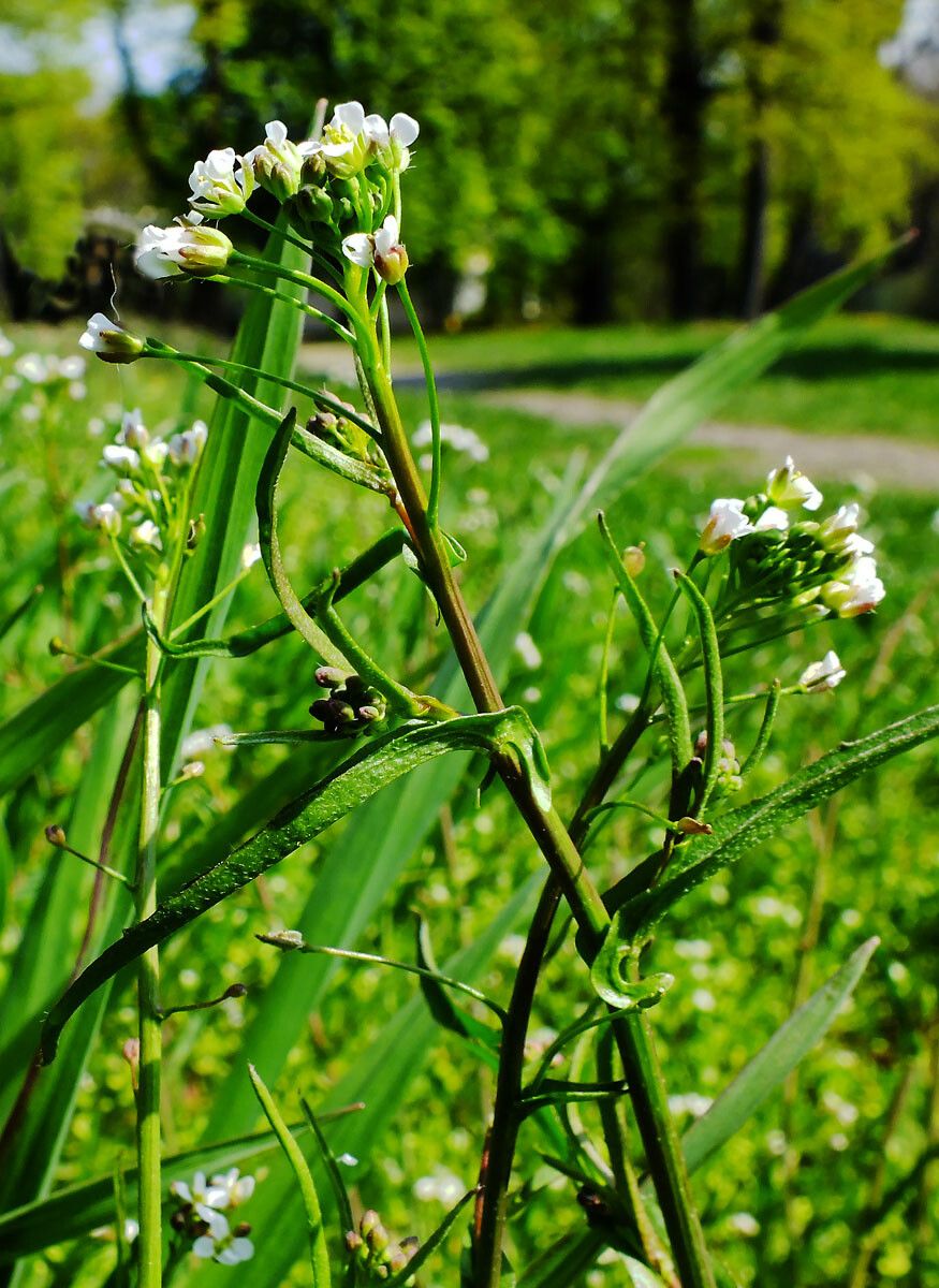 Capsella rubella flower