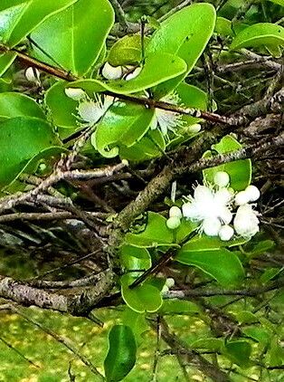 Phyllanthus conjugatus flower
