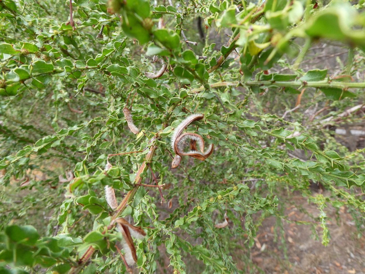 Acacia paradoxa fruit