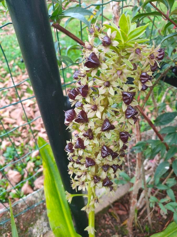 Eucomis comosa fruit