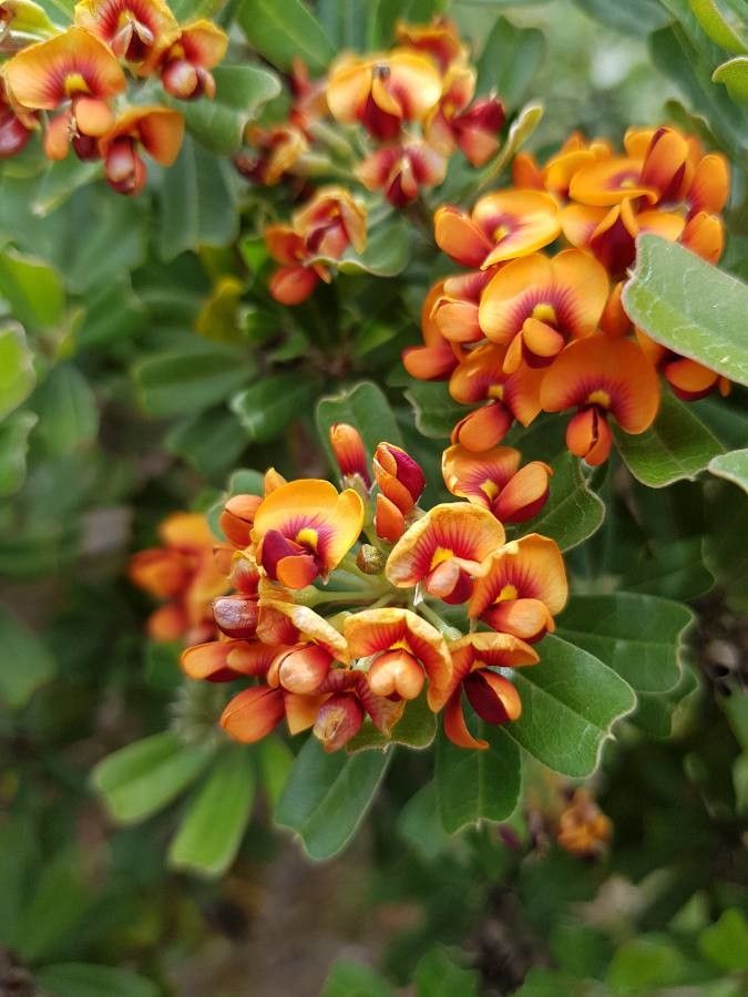 Gastrolobium bilobum — houseplant care guide