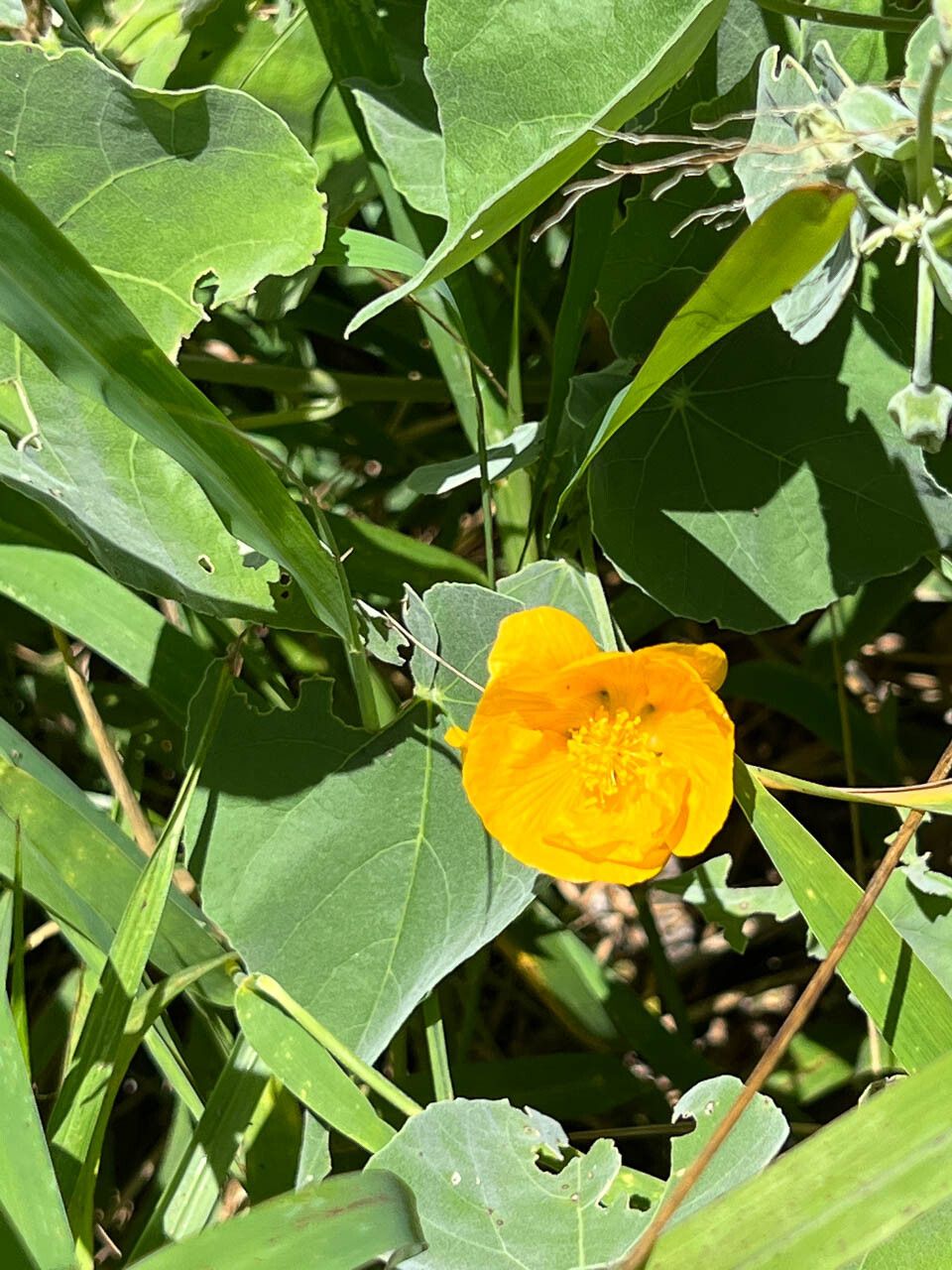 Abutilon mollissimum flower